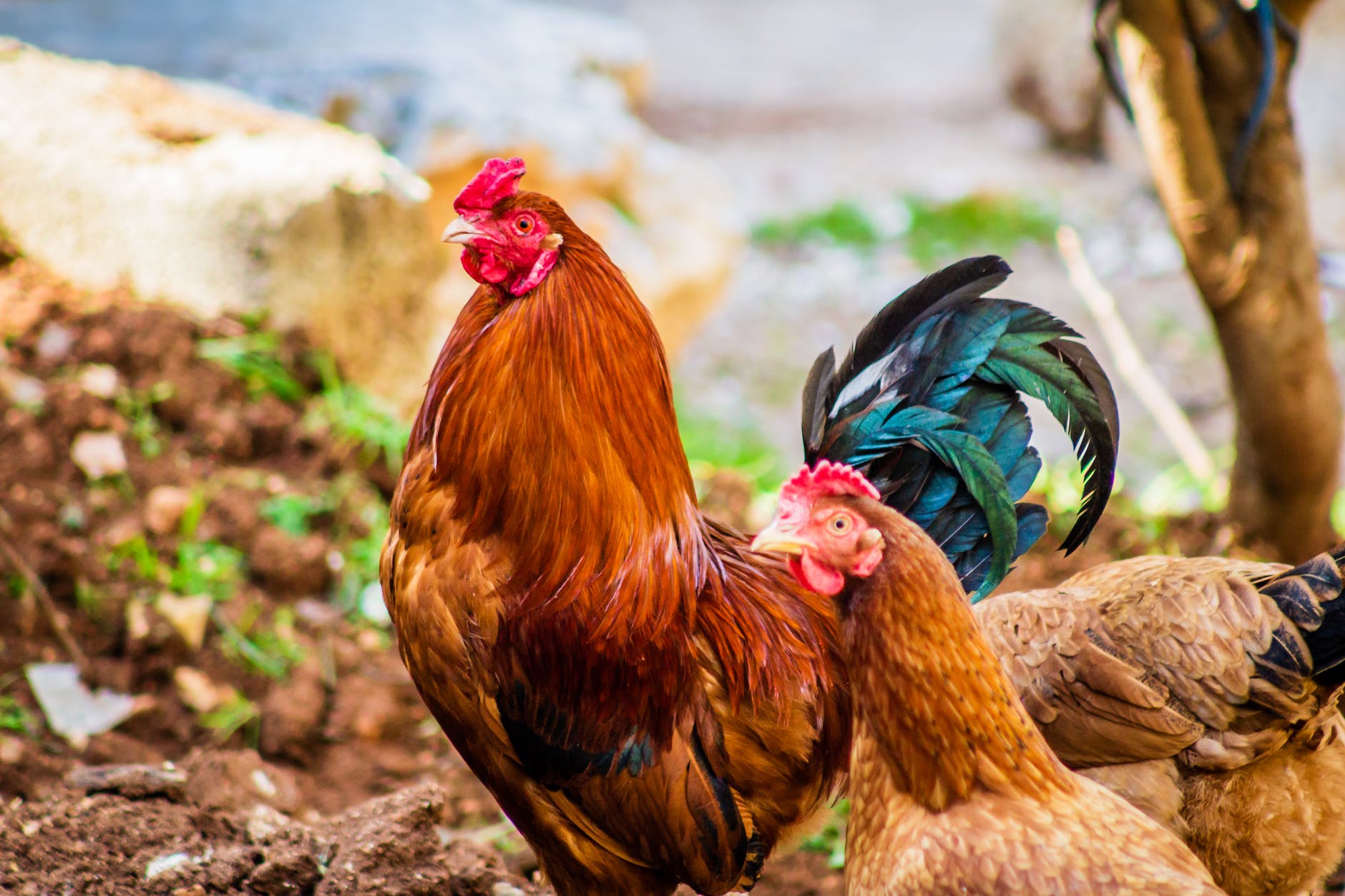 3 Manieres De Faire Taire Un Coq Quel Est Le Meilleur Moyen Pour Faire Taire Un Coq
