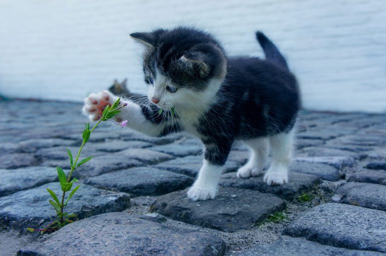 Comment savoir si mon chat a de la fièvre et que faire pour le soulager ?