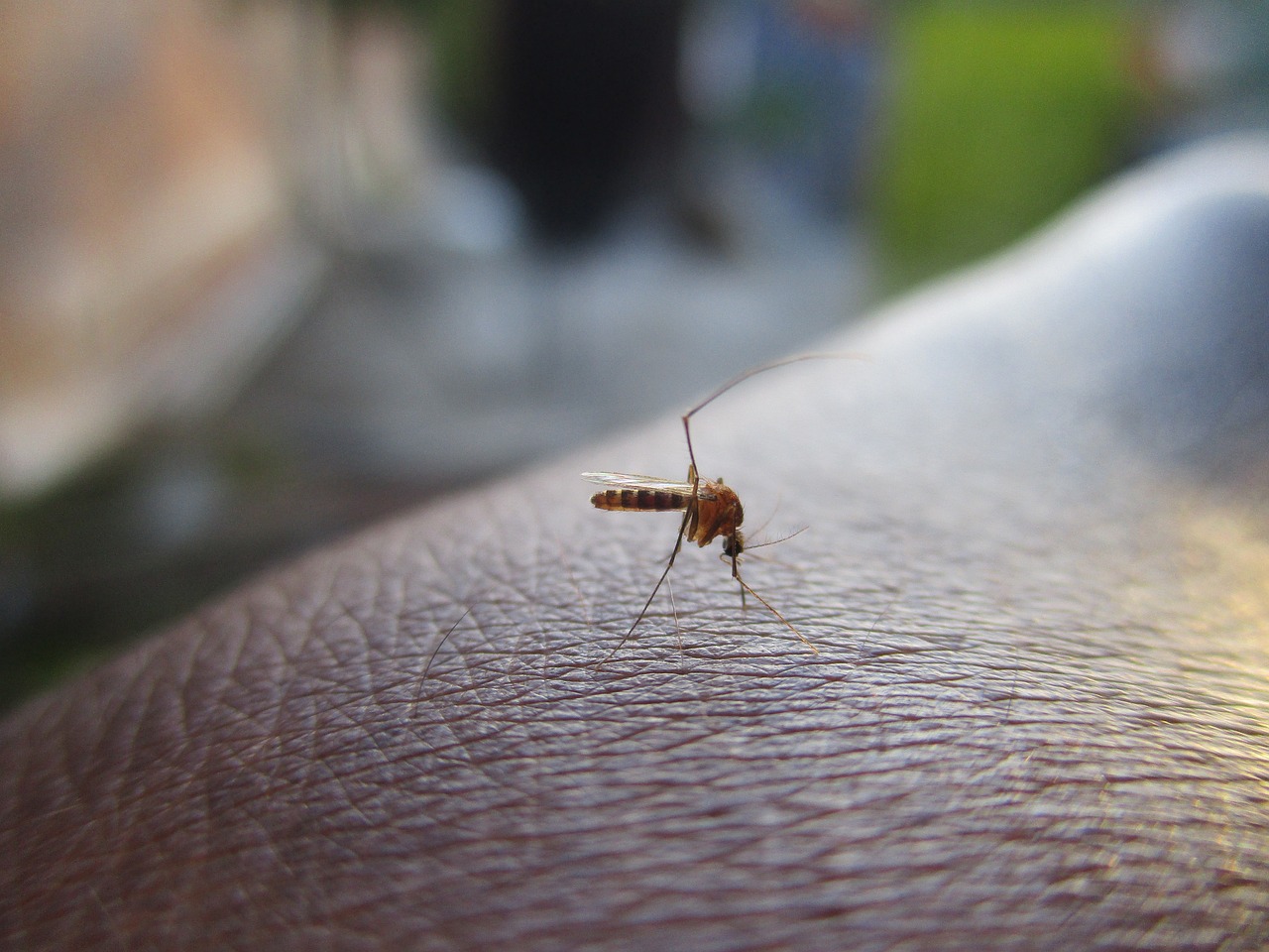 plante contre les moustiques