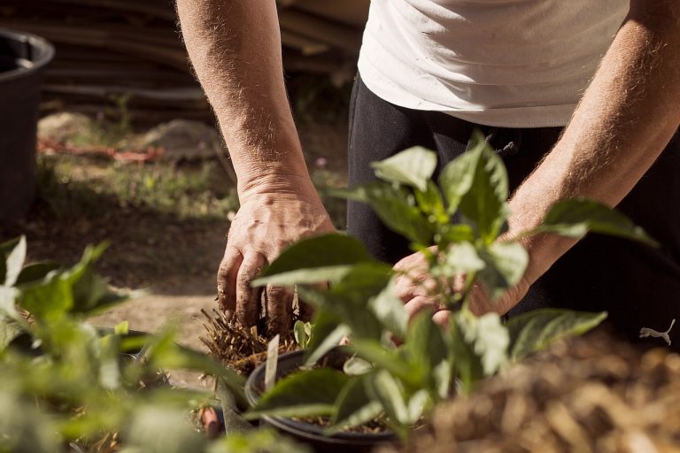 Quelles sont les meilleures plantes à mettre sur sa terrasse pour éloigner les moustiques ?