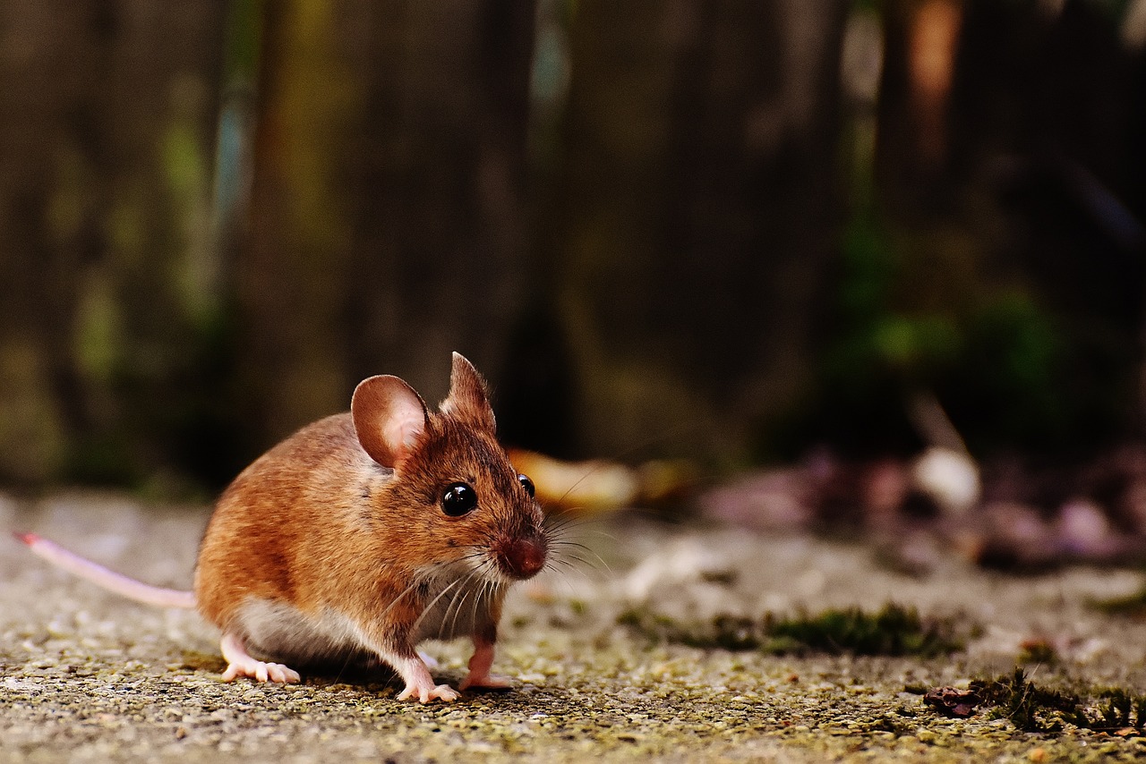 comment se débarrasser de souris définitivement