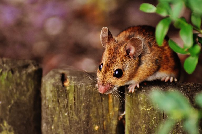 Comment se débarrasser des souris définitivement dans le poulailler ?